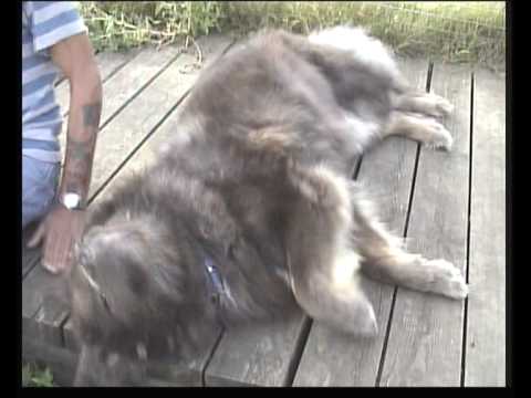 mastiff