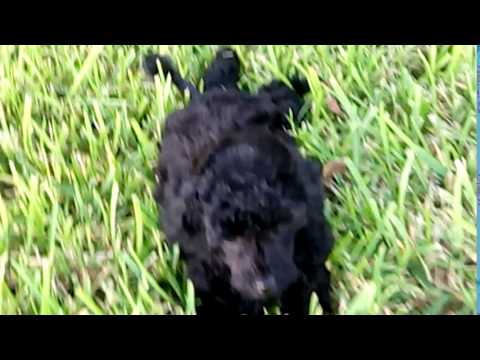 Lacy is a purebred AKC toy poodle!