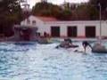 Lisboa Show of the Dolphins/Zoo Lisbon - Show Golfinho/Zoo
