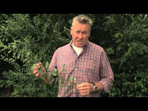 how to grow sloe bush