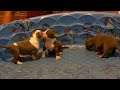 GOTTILINE'S BLUE ROCK BULLIEZ TITANIUM TANK PUPS
