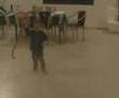 Child try hisfather special klezmer chasidic dance and stick