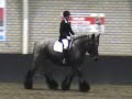 trekpaard L1 dressuur