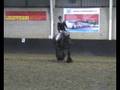 trekpaard L1 dressuur