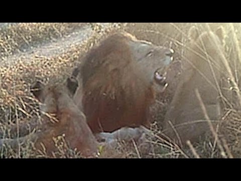 young lion