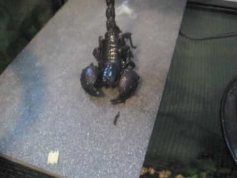 RIP Scorpian (maybe)