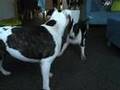 Bull Terrier Miniatura video