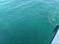 Hand Feeding Huge Fish - animals, feeding, fish, florida, goliath grouper, grouper, huge, nature