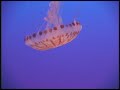 Pacific Coast Flowers and Aquarium w/Baroque Music