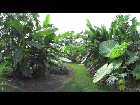 how to fertilize elephant ears