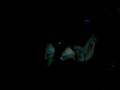 Magic Kingdom Pirates of the Caribbean Ride (part 4) 