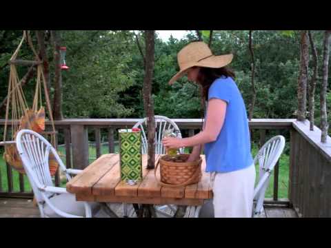 how to harvest st john wort