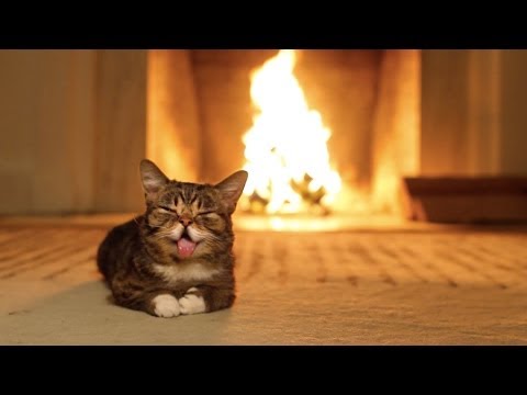 Lil BUB’s Magical Yule LOG Video