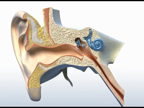 Wie funktioniert das Ohr?