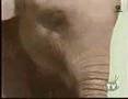 Rolo Chocolate Candy Commercial