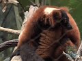 Red-Ruffed Lemur Group Shriek