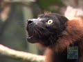 Red-Ruffed Lemur Group Shriek