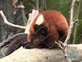 Red-Ruffed Lemur Group Shriek