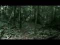 A walk in the Jungle - Taman Negara, Malaysia