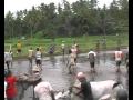 Pacu Jawi - Mud Cow Racing - WEST SUMATRA