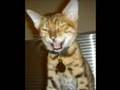 Life of a Crazy Bengal Kitten