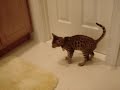 life of a crazy bengal kitten