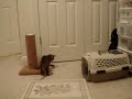 Life of a Crazy Bengal Kitten