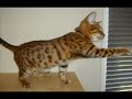 life of a crazy bengal kitten