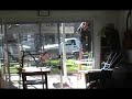 African grey growling at workers African grey growling at workers