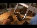 Archaeologists discover a field of skeletons - BBC
