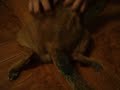 ticklish dog
