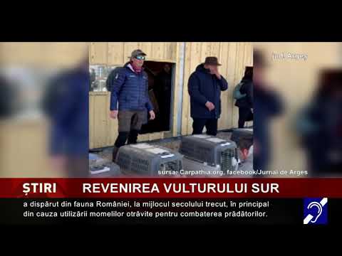 Revenirea vulturului sur