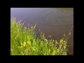 Vandaag nog effe snel een uurtje aan de oppervlakte gevist. 1 graskarper gespot en gevangen, check de video en volg mijn youtube kanaal!
