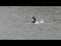 Struggle for life, cormorant with fish Struggle for life, cormorant with fish