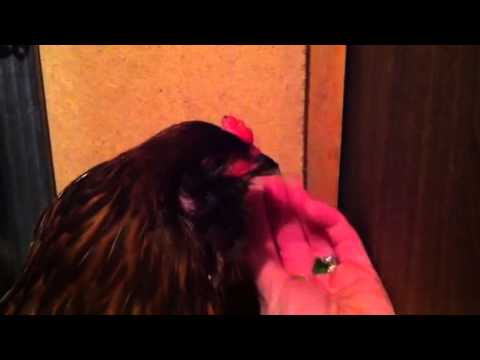 Hen (Dominique) recovering from injury in basement