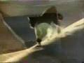 1975 Mercury Cougar Commercial