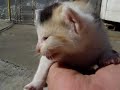 Kittens open eyes (English)