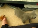 kitten playing kitten playing