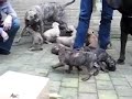 Presa Canario Puppy 181108 Haarlem City NL