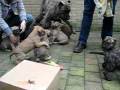 videos de Presa Canario Puppy 181108 Haarlem City NL