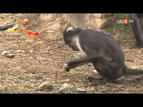 Osnabrck: Zoo Osnabrck - Geschichten aus dem Osnabrcker Zoo - Warzenschwein-/Mangaben-WG