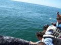 AVISTAMIENTO BALLENA GRIS