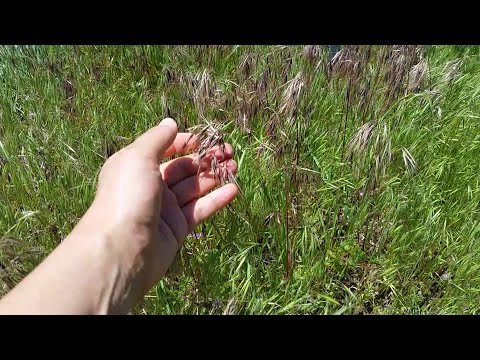 How to Identify Cheatgrass aka Downy Brome (Bromus tectorum)