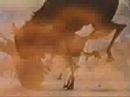 lion king