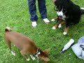 training for dogshows