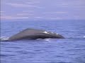 Cachalote - Sperm whale