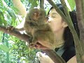 tarsier tarsier