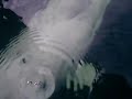 Beluga Whale