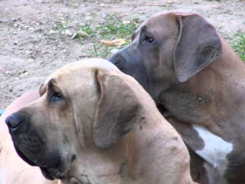 fila brasileiro
