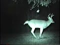 Whitetail deer buck scrape action during rut